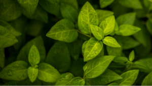 A lush green plant with vibrant leaves